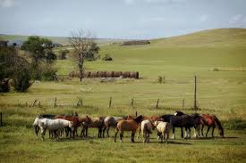 Golden Warmblood Farms - South Dakota